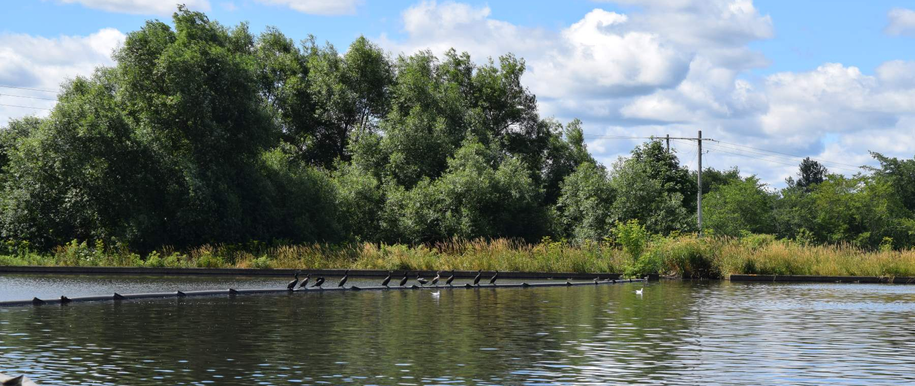 Cormorants sat on a floating line in a manufactured lagoon